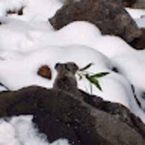 Meet your Posher, Logan